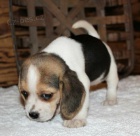 Kr�sn� �t���tka b�gl�.