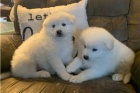 Samoyed �t��ata.