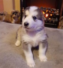 �t��ata sibi�sk�ho husky.