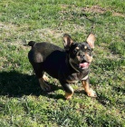 Francouzsk� buldo�ek na prodej