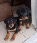 Rottweiler �t��ata k dispozici.