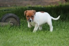 �t��ata Jack Russel teri�ra.