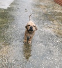 Bullmastiff �t��ata.