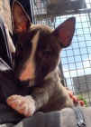 2 Miniaturn� �t��ata BullTerrier pro nov� domovy