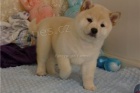 Rodokmen �t��at Shiba Inu.