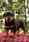 �t��ata rottweiler� nejvy��� kvality.
