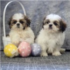 Kr�sn� shih Tzu �t���tka.