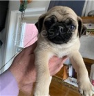 Zdrav� testovan� �t��ata PUG.