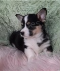 N�dhern� �t���tka Corgi Pembroke.