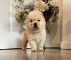 Chow Chow �t��ata.,