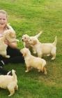 Kc Golden Retriever �t��ata.