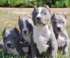 �t��ata American Bully.