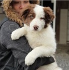 �t��ata border kolie.