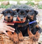 Doberman Pinscher �t��ata.