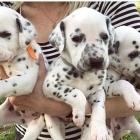 Kr�sn� dalmatsk� �t��ata.