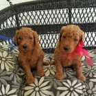 K dispozici �t��ata Goldendoodle