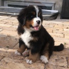 Kr�sn� �t��ata o�kovan�ch a zdrav�ch bernsk�ch sala�nick�ch ps� k adopci.