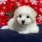 Krsn a zdrav ttka MALTIPOO k adopci