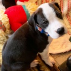 �t��ata n�meck� dogy k adopci. 