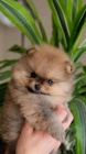 ZDRAV� miniaturn� �t��ata pomeranian� k adopci. Jsou o�kovan� a od�erven�.