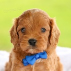 Zdrav� �t��ata Cavapoo k adopci.