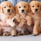 ZDRAV� A O�KOVAN� �t���tka zlat�ho retr�vra k adopci.