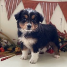 Rozko�n� �t��ata australsk�ho ov��ka k adopci