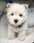 Kr�sn� mini �t���tka West Highland White Terriers k adopci.
