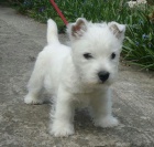 Kr�sn� mini �t���tka West Highland White Terriers k adopci.