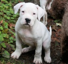 ZDRAV� PAN A �ENA dogo argentino �t��ata k adopci