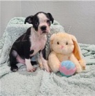 �t��ata Bostonsk�ho teri�ra.