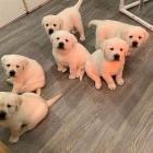 �t��ata inteligentn�ho zlat�ho retr�vra.