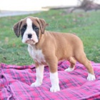 Kr�sn� boxersk� �t���tka.