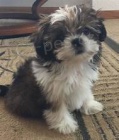 Shih Tzu �t��ata.