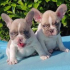 �t��ata francouzsk�ho buldo�ka.