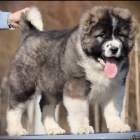 Kavkazsk� ov��k