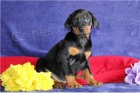 �t��ata doberman�.