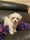 Sladk� �t��ata Maltipoo.
