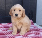 �t��ata sweet Golden Retrievers.