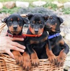 Doberman Pinscher �t��ata.