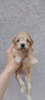 Maltipoo �t��ata
