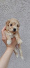 Maltipoo �t��ata