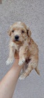 Maltipoo �t��ata