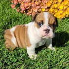 �t��ata anglick�ho buldoka.