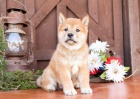 Roztomil� �t���tka Shiba Inu.