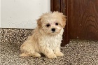 Sladk� �t��ata Maltipoo.