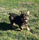 Francouzsk� buldo�ek �t��ata