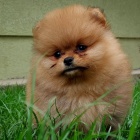 Pomo�ansk� �pic