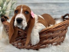 krsn ttka Basset Hound hledajc nov domovi