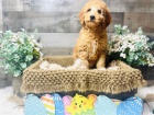 Seznamte se s Mini Goldendoodle pipravenm vyrazit